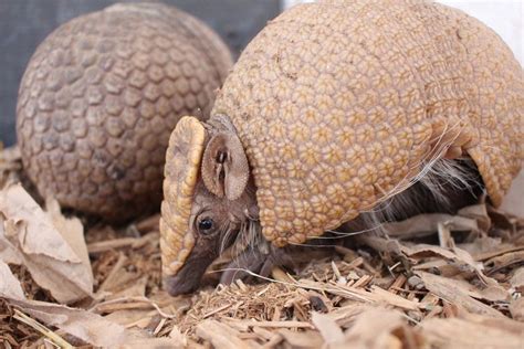 Baby armadillo makes history at Omaha zoo | Nebraska News | journalstar.com