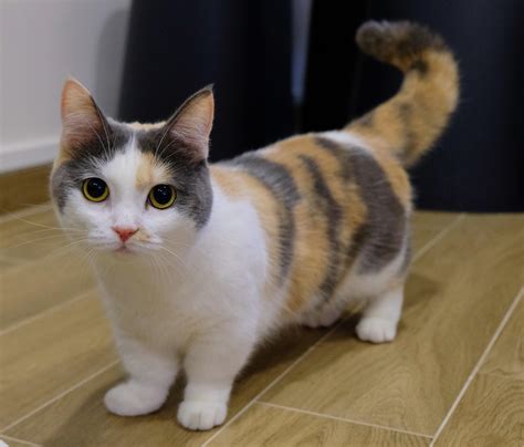 Best Small Cat Breeds That Whole Family Love to Adopt