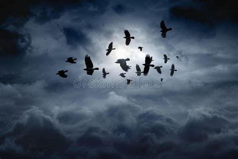 Flying ravens. Flock of flying ravens, crows in dark moody sky , # ...