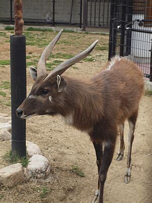 Sitatunga Facts for Kids