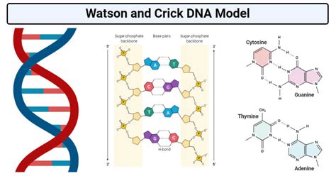 Watson and Crick DNA Model