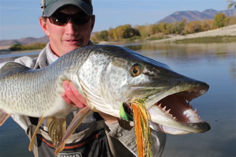 Muskellunge (Esox masquinongy) | Better Know a Fish!