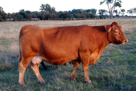 Types Of Beef Cattle Breeds