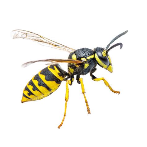 Yellowjacket Identification, Habits & Behavior | Pest Defense Solutions