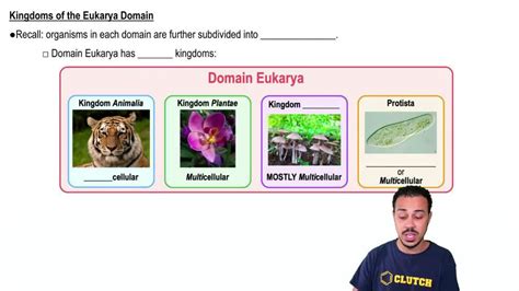 Kingdoms of the Eukarya Domain | Pearson+ Channels