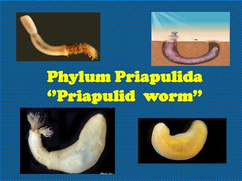 SOLUTION: Phylum priapulida biology - Studypool