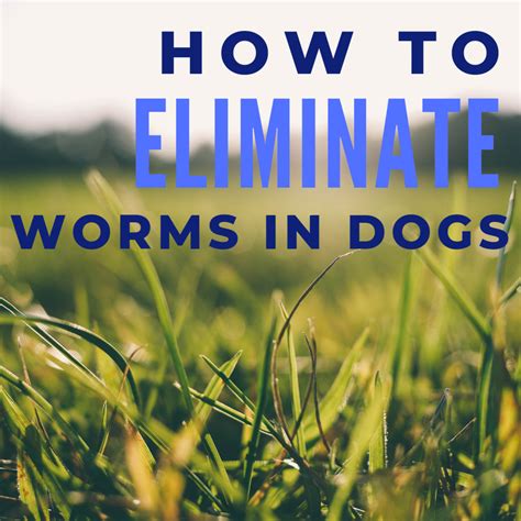 How to Reduce or Eliminate Worms in Dogs - PetHelpful