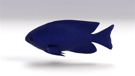 ArtStation - Blue Damselfish | Resources