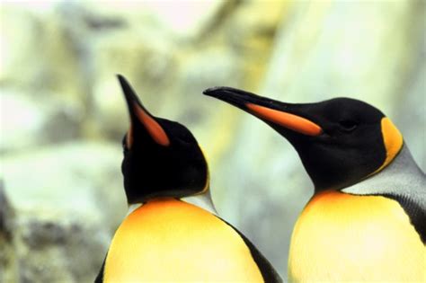 Physical Adaptations by King Penguins | Animals - mom.me