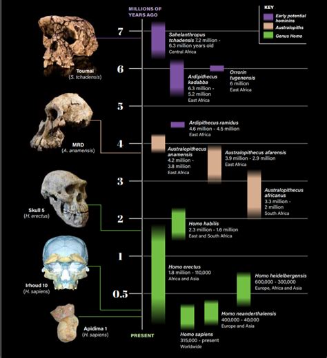 Homo Naledi skull replica reconstruction Full-size reconstruction ...