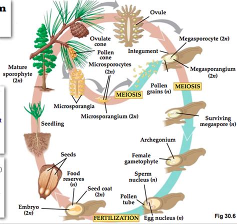 Pinophyta Life Cycle