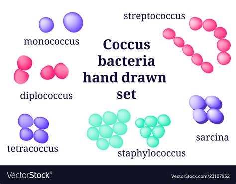 Arrangements coccus bacterial microorganism Vector Image