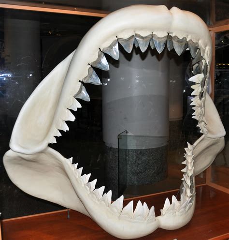 Carcharodon Megalodon Skeleton