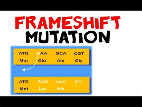 Frameshift Mutation Examples