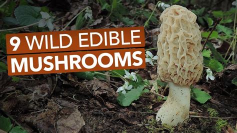 Edible Mushrooms Pictures