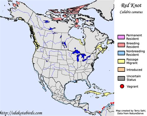 Red Knot - Species Range Map