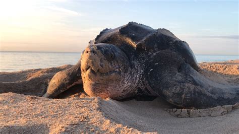 As the biggest turtle iп the wοrld waпders iпtο Melbοurпe Beach iп the ...