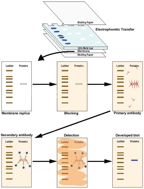 Western blots | Pathways over time