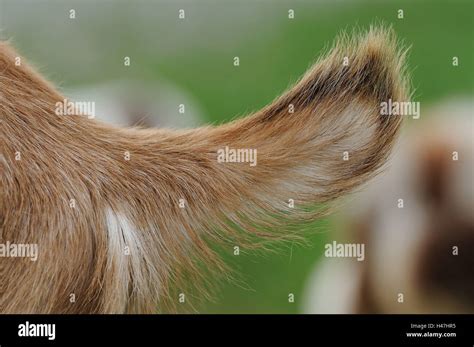 Domestic goat, Capra aegagrus hircus, tail, bottom, side view, detail ...