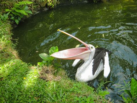 The Pelican Opened Its Pink Beak, Sitting in a Pond among Tropical ...