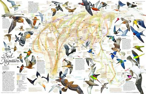 Buy National Geographic: Bird Migration Wall , Eastern Hemisphere Wall ...