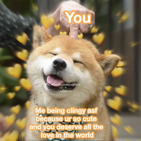 Wholesome meme; dog | Wholesome memes, Love memes, Memes