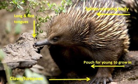 Echidna - ADAPTATIONS ASSIGNMENT