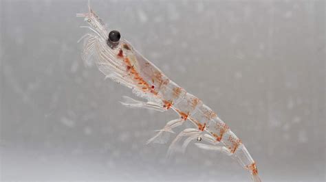 Krill: Key to a Healthy Southern Ocean | The Pew Charitable Trusts