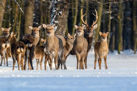 Roe deer in the winter forest. Animal in natural habitat | Animal Stock ...