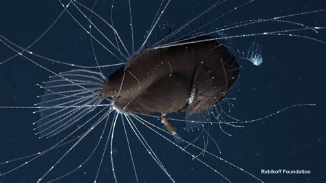 Deep-sea video captures the sexual hookup of anglerfish