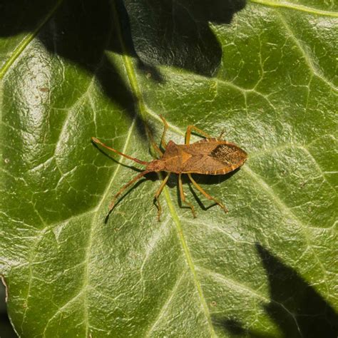 10 Worst Garden Insect Pests and How to Get Rid of Them | The Family ...