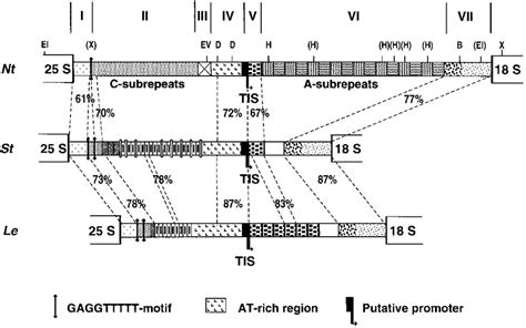 Comparison of the intergenic spacers (IGS) of three Solanaceae: Nt, N ...