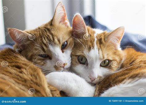 Two cute cats cuddling stock image. Image of cuddling - 73091181