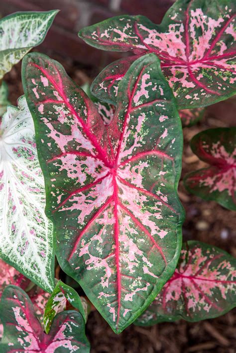 Caladium: Plant Care & Growing Guide