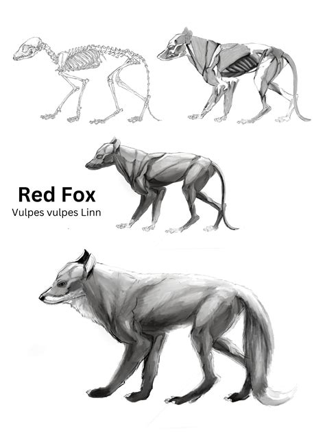 ArtStation - Canid studies