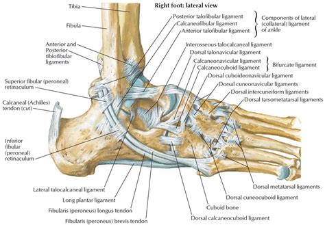 Foot Tendons And Ligaments Diagram