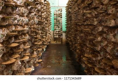 Lingzhi Mushroom Cultivation Stock Photo 1171343689 | Shutterstock