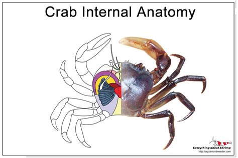 Crab Internal Anatomy - Shrimp and Snail Breeder