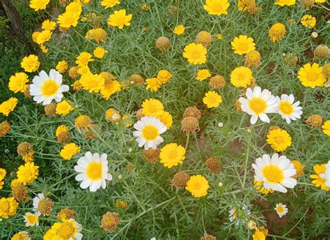 Daisy flower in garden 21851972 Stock Photo at Vecteezy