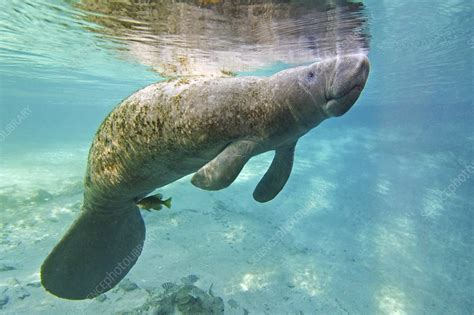 Florida manatee swimming - Stock Image - C004/6872 - Science Photo Library