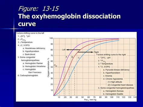 PPT - Cardiovascular Anatomy & Physiology PowerPoint Presentation - ID ...