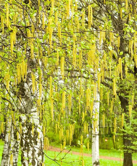 Birch tree closeup stock photo. Image of color, foliage - 171776964