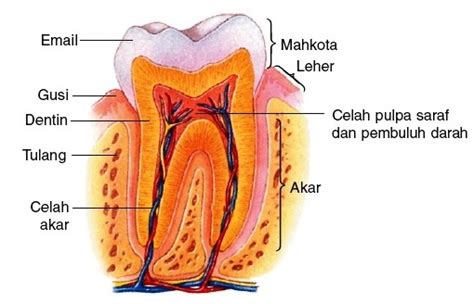 Struktur dan Fungsi Gigi - EDUBIO