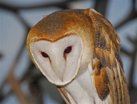 White Owls in Kentucky - Creasey Mahan Nature Preserve