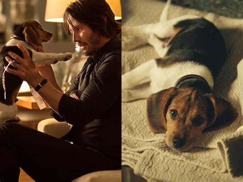 What Happened to the Puppy Killed in the First 'John Wick' Movie?