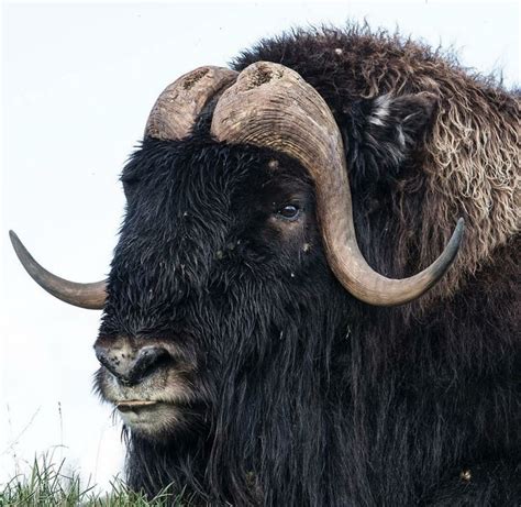 Bull Musk Ox | Antarctic animals, Musk ox, Animals beautiful