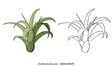 361 Illustrative Tillandsia Images, Stock Photos & Vectors | Shutterstock