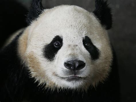 Panda Wallpapers Images Photos Pictures Backgrounds