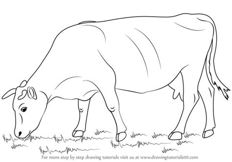 A cow is a large figure to draw but we show you How to Draw a Cow in 9 ...