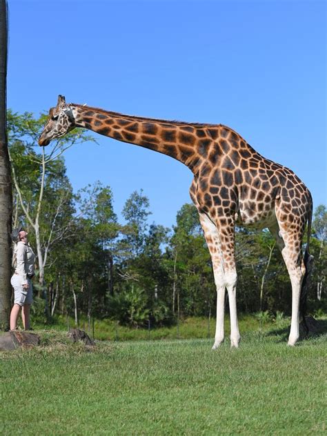 Australia Zoo’s Forest sets new world height record for tallest giraffe ...